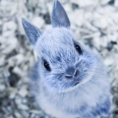 Синий кролик смотрящий на мир через розовые очки.