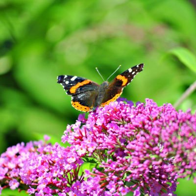 KnowlesWanda's profile picture. PTA Mom, School Bus assistant, Photographer