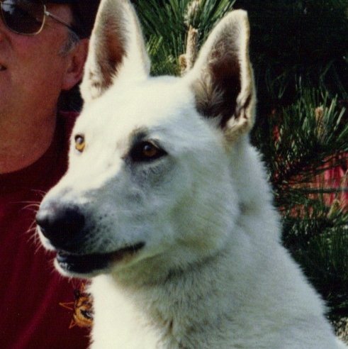 SnifferdogPC's profile picture. Dogs, handlers, and passive alert detection methods.