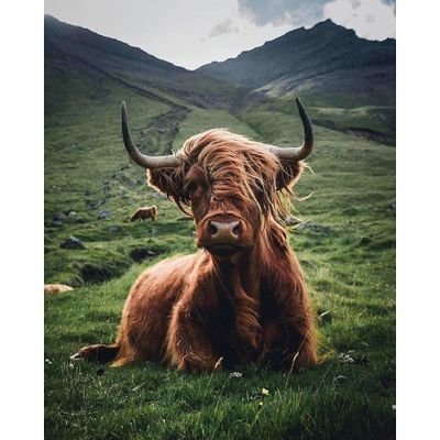 Ihr kennt mich noch als den Mann mit dem Highland Caddle im Profilbild.