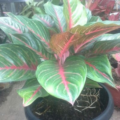 AbahAndika61's profile picture. 