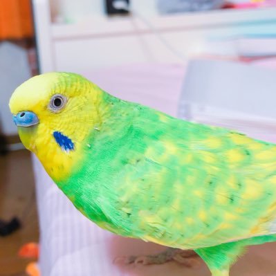 いんこ同盟No.30🕊大好きなインコは虹の向こうだけどインコクラスタでいさせてください😢リプもフォローもブロックもお気軽にどうぞ✨