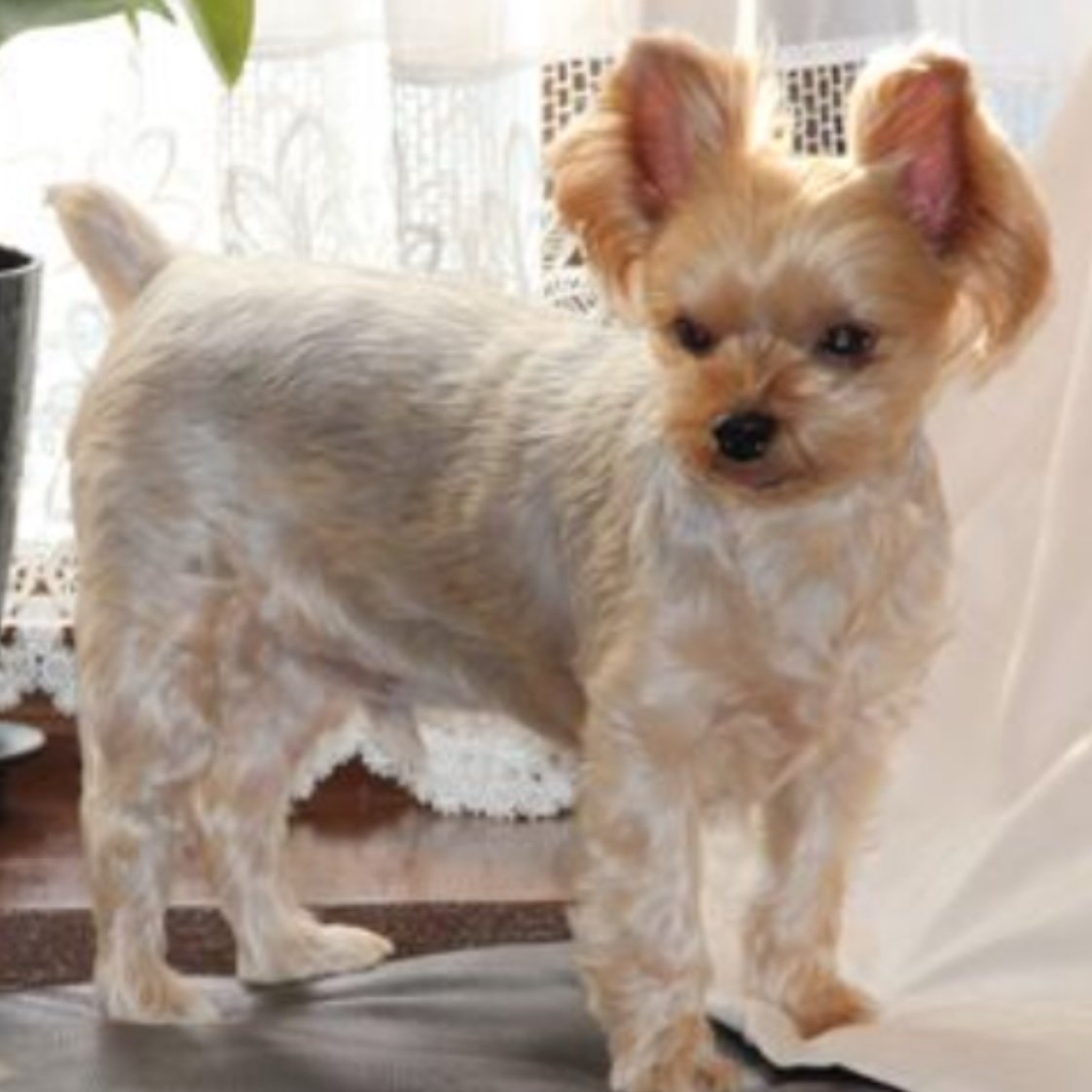 murasaki_imo88's profile picture. ツイッターは見るのがメインであまりツイートしません。　一期一会を大切にします。　フォローさせていただいている方も基本ミュートです。　塊根植物・イラストの観賞・腕時計・漫画・ゲーム・ロードバイク(ヒルクライム)が趣味の関西在住のオタクです。　主な棲息地：金剛山・吉野山・高野山　( ･ω･)ﾉ