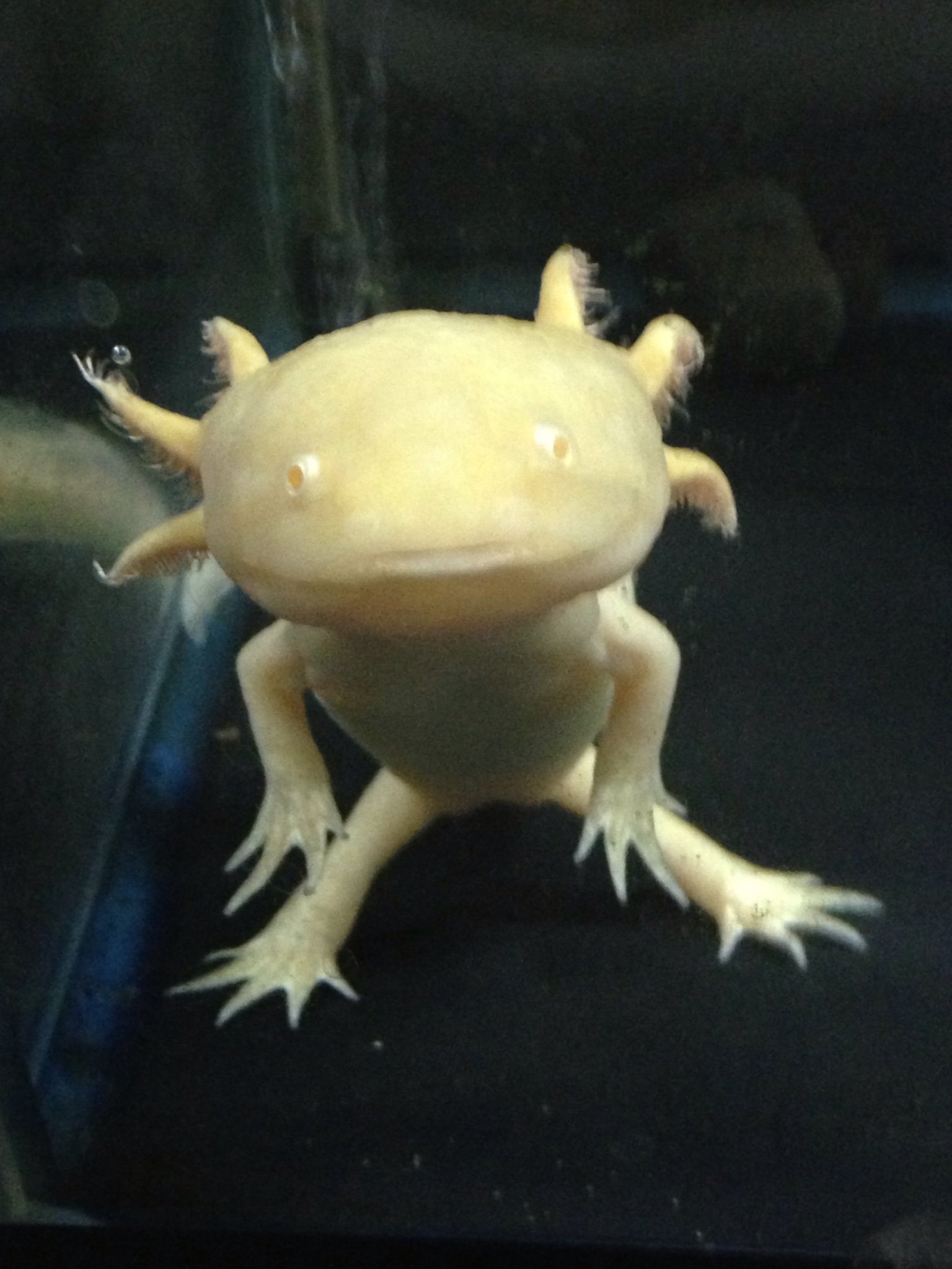 umsQD5h8jS8bR7R's profile picture. 犬猫より両生類が好き。
花よりキノコが愛おしい。
肉も好きだが魚介の方が好き。
無条件でカレーとラーメンが好き。