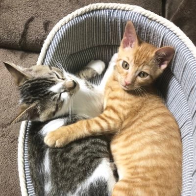 daipop625's profile picture. うちの猫たちのYouTubeチャンネル(https://t.co/v6GUElVrQ7) /レバンガ北海道の試合を撮影したブログ（https://t.co/wFJNU7fGRR）/札幌アイドルのライブ写真ブログ（https://t.co/9Z8muI6GVh）