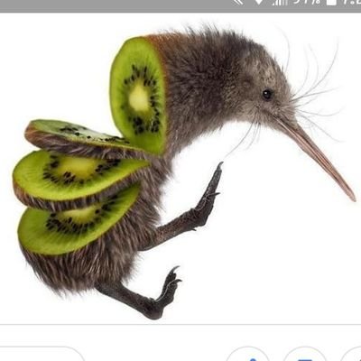 kiwibird742's profile picture. 