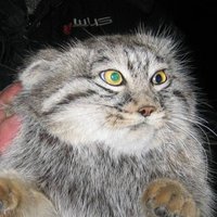 Regular Manul (@manulregular) 's Twitter Profile