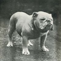 SHS Bulldog History Dept (@historydept_shs) 's Twitter Profile