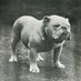 SHS Bulldog History Dept (@historydept_shs) Twitter profile photo SHS Bulldog History Dept (@historydept_shs) Twitter profile photo