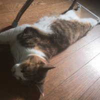 Cat-u/カツ (@cat_u_sh) 's Twitter Profile Photo Cat-u/カツ (@cat_u_sh) 's Twitter Profile Photo