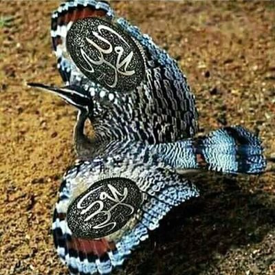 ErniNurbaeti's profile picture. Rindu syariat Sang Kholiq yg Kaffah