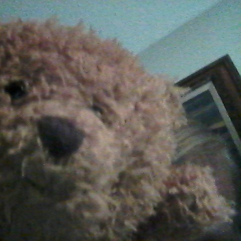 noggenfloggen's profile picture. I'm a bear bit I'm bullish!😍