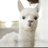 alpaca_moco