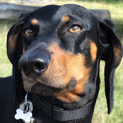 Sydneyhound Profile Picture