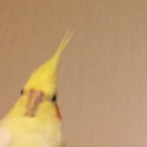 keswie's profile picture. ちっちゃいまるが好き (‘ᴗ’三