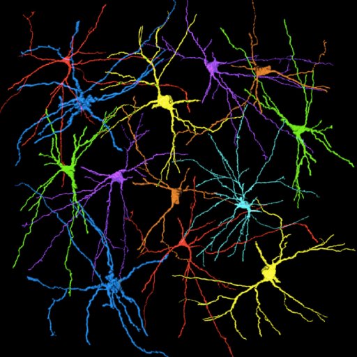 The Ascona Meetings on Neuronal Circuits are a leading forum on neuronal circuit research worldwide.