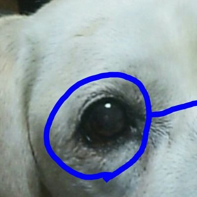 眼鏡犬さんのプロフィール画像