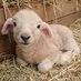 牧場の羊さん (@0823sheepzzz) Twitter profile photo