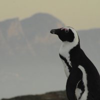 Robben Island Penguins(@RobbenPenguins) 's Twitter Profileg