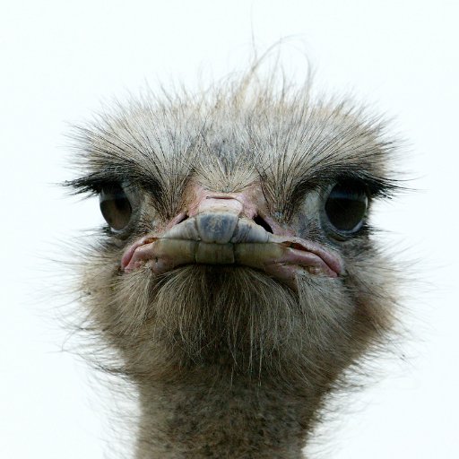 folletlive's profile picture. 