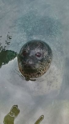 ゆず胡椒さんのプロフィール画像