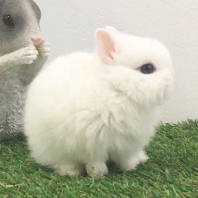 大阪市 うさぎブリーダーが運営するうさぎカフェ・うさぎ専門店です🐰💕   大切に大切に育てた、純血種のネザーランドドワーフ、ブルーアイドホワイトやライオンヘッド誕生します❤️ 全て自家繁殖の可愛い子たちです。　お問い合わせは必ず当店HPをご覧頂き、ご理解した上でお願い致します。