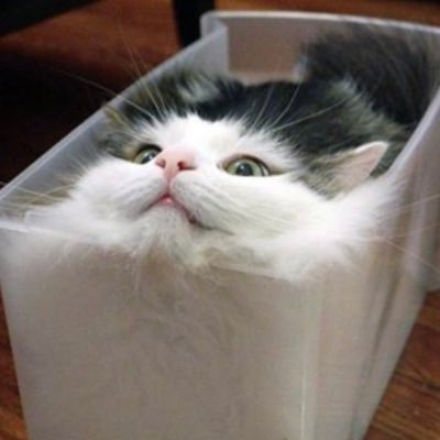 nihon_nipon's profile picture. 人間食べたい🤪たけのこ派