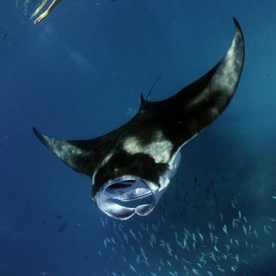 La Raie Manta Mantacare Twitter