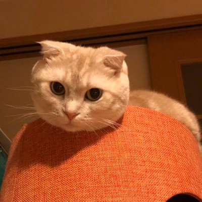 てん(空)ちゃん♂と同居中🐱 むぎ(猫)ちゃんの動画を観て どハマりしてます🐈🐈🐈天国民♪🌹デラックスデラックス🦋にも沼ってまして 箱推しハイカロリーになりました😅きいやま商店も好き❤️なので 沖縄🌺にちょこちょこ出没してます♪♪♪