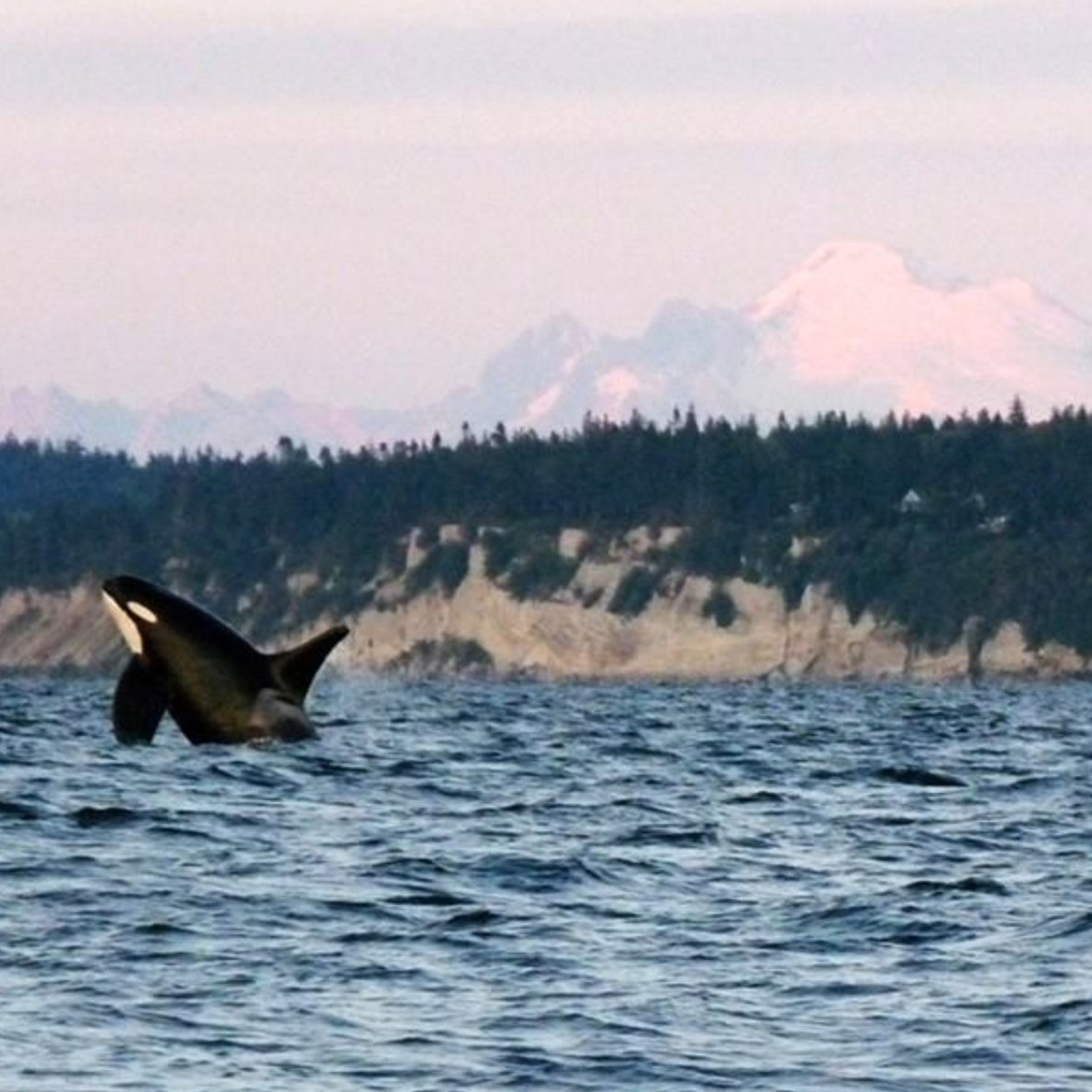 Together we can keep Washington State FOREVER green