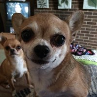 Եհҽ líԵԵlҽs ™ 🐾🌻🥕🇺🇦🇺🇸 (@the_little_chis) 's Twitter Profile