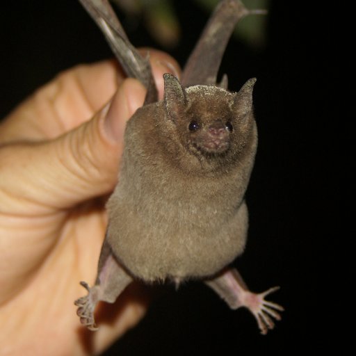 University of Toronto-based lab studying vertebrate comparative physiology, behaviour, and ecology...and generally having a pretty good time.