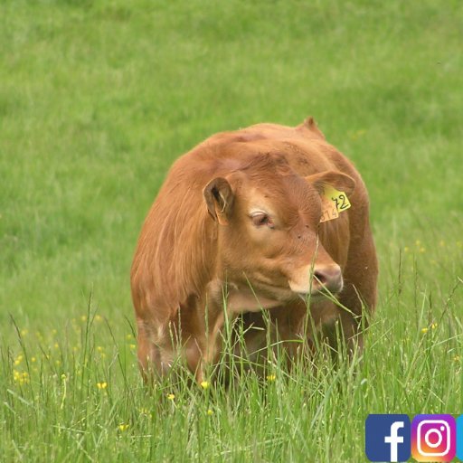 Élevage de bovins Limousin dans l’Aveyron depuis 3 générations ! #naisseurengraisseur #elevageextensif #aveyron #racelimousine #viandedefrance
