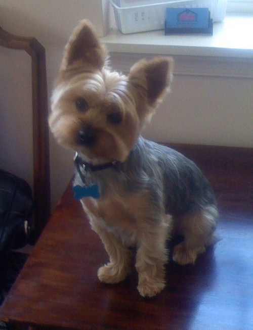 DiesNutz's profile picture. 