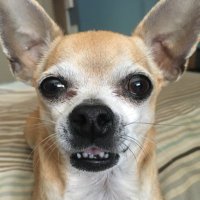 Volt Ron Hubbard (@voltronhubbard) 's Twitter Profile