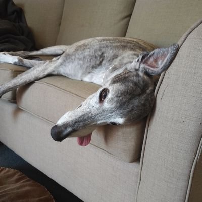 Qui me amat, amat et canem meum 🐕.

Libertarian.