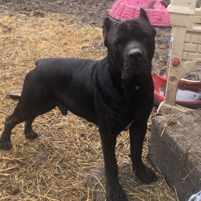 Atlantean Cane Corso At Atlanteancane Twitter