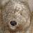Goldenbrown1981's profile image