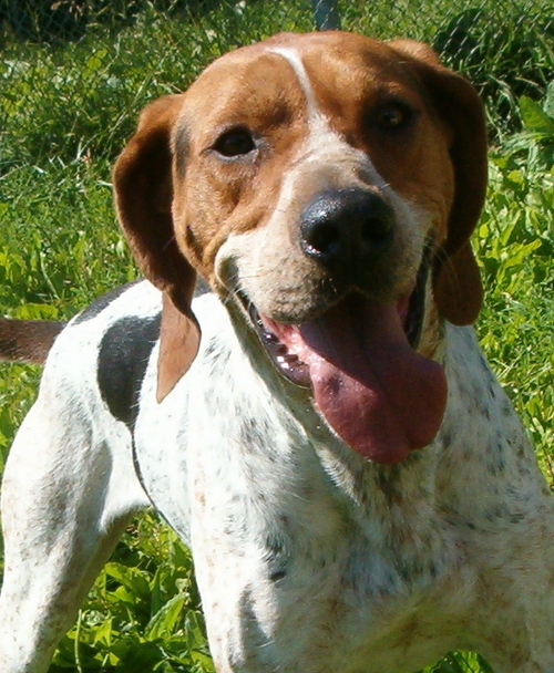 Dog trainer & Handler of detection dogs for Regional Pest Management.  
Developed Snifferdog Sport