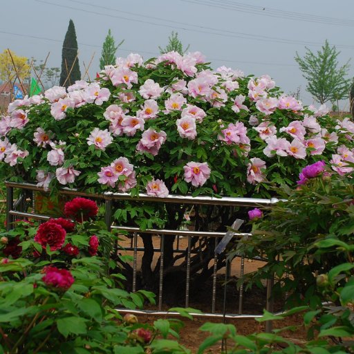 Specialized manufacturer and exporter for peony in China,  E-mail: chinapeony66@hotmail.com