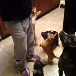 doghoarder519's profile picture. animal lover whose family shares a home with 5 dogs, 2 cats,turtle & a pig, each w/a rescue story