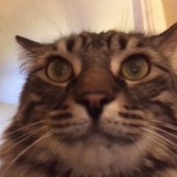 industry cat’s hot takes (@cat98793489) 's Twitter Profile