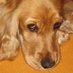 azzurra 🐶 (@lilia_linden) Twitter profile photo azzurra 🐶 (@lilia_linden) Twitter profile photo