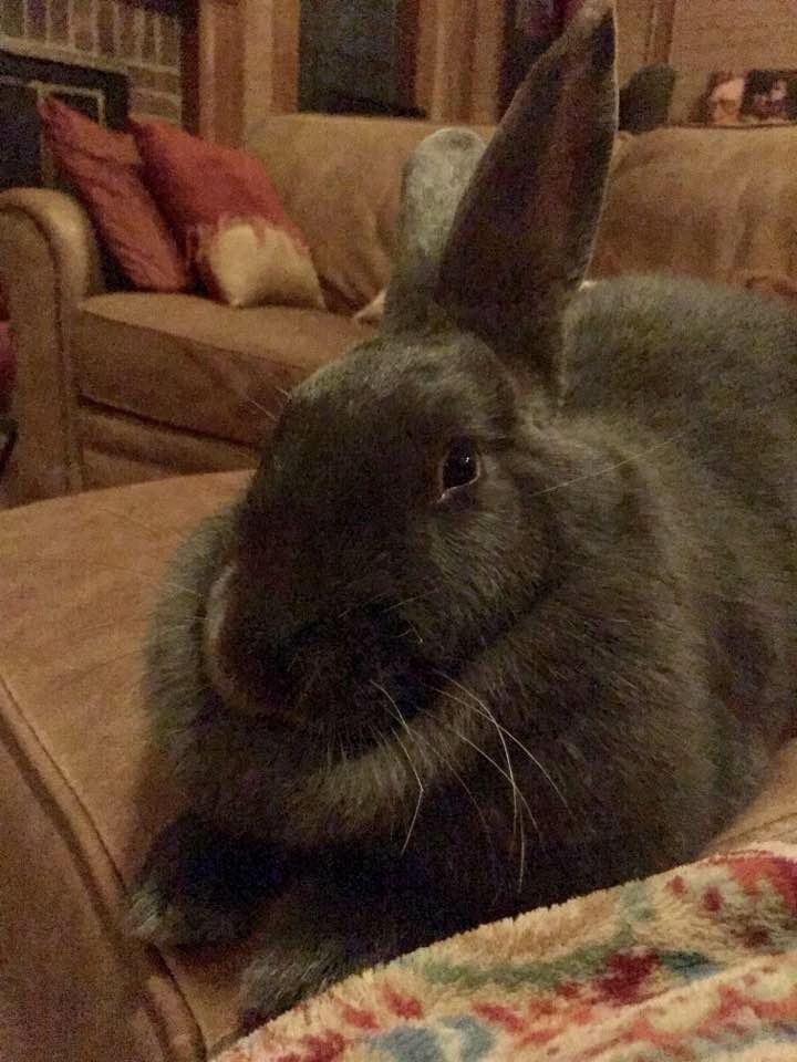 DougieTheBunnie's profile picture. A Rabbit with Opinions