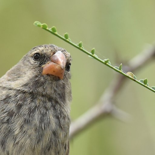 Ecuador’s first peer-reviewed indexed Platinum open access journal that publishes original research on biodiversity in the Neotropics for a global audience.