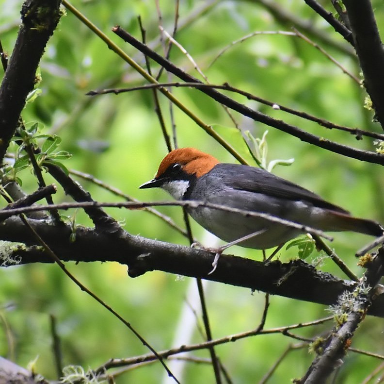 Anthropologist at University of Aberdeen.  Mostly post about birds and music. Views tenuously my own.
On BSKY here: https://t.co/n7PCaT6WE6