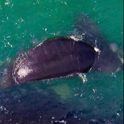 whalewatchers7's profile picture. 