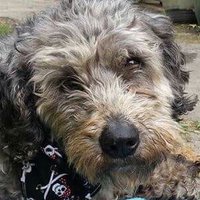 Wolfie’s Legacy (@legacywolfie) 's Twitter Profile