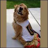 Goldie Vegas Cheerleader(@Goldie_Vegas) 's Twitter Profile Photo