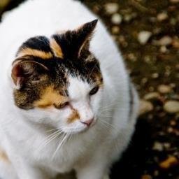 大三毛猫 暖かい場所 妊娠期間ってまだ妊娠していない日まで遡るの知らないよね 妊婦になって初めて知る人も多い 世間に周知してもらいたい事の一つ